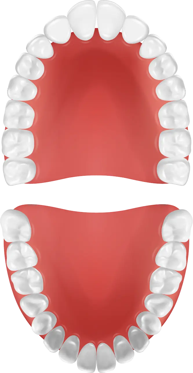 Illustration of upper and lower dental arches showing healthy teeth, representing options for dental implants and prosthetics at La Clinica Dental.